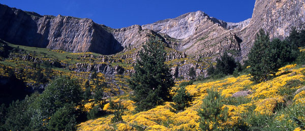 Estesa de flors pujant pel circ de Carriata